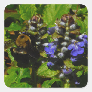 Sticker Carré Baume d'abeille pourpre et bourdon