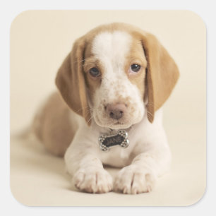 Sticker Carré Beagle Puppy