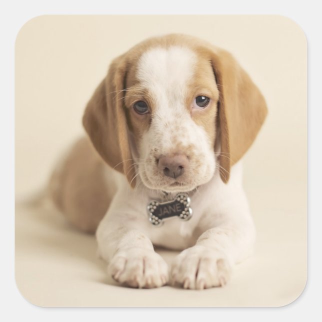 Sticker Carré Beagle Puppy (Devant)