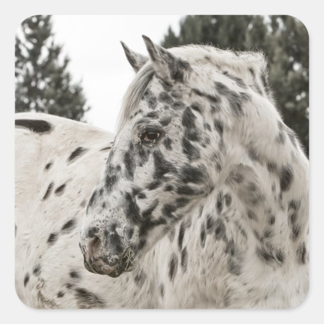 Sticker Carré Beau Appaloosa noir et blanc (Devant)