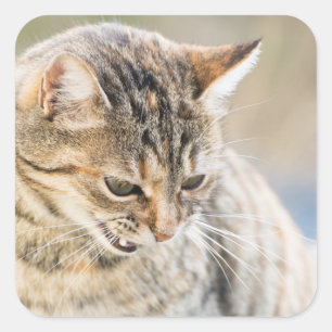 Sticker Carré Beau chat
