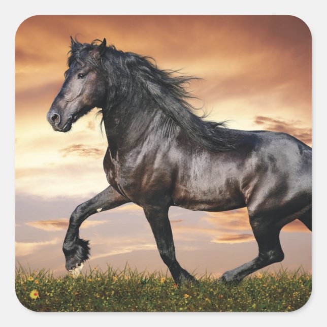 Sticker Carré Beau Cheval Noir (Devant)