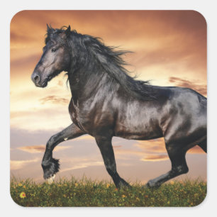 Sticker Carré Beau Cheval Noir