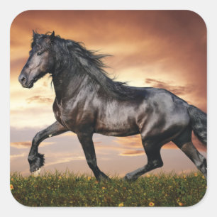 Sticker Carré Beau Cheval Noir