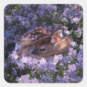 Sticker Carré Beau ensemble de chevalets de cerf de bébé