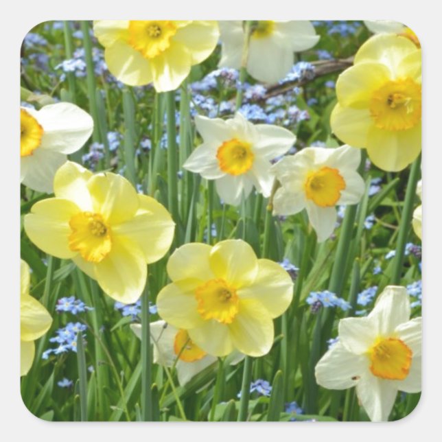Sticker Carré Beau jardin de jonquilles jaunes (Devant)