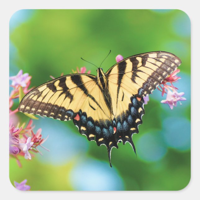Sticker Carré Beau papillon Swallowtail sur de jolies fleurs (Devant)