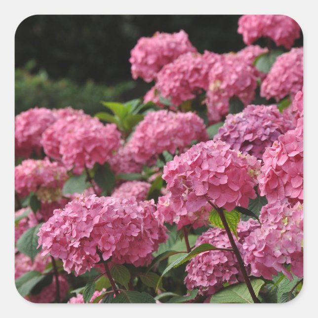 Sticker Carré Beautiful pink hydrangea flowers (Devant)