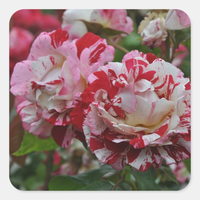 Sticker Carré Beautiful red and white ripple roses (Devant)