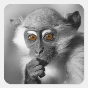 Sticker Carré Bébé Mangabey Singe