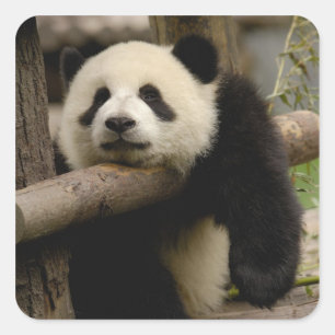 Sticker Carré Bébé panda géant (Ailuropoda melanoleuca)