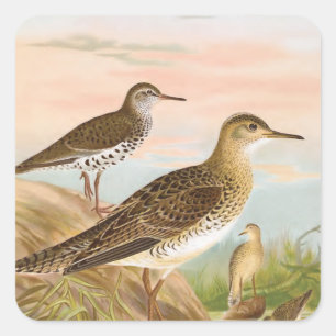 Sticker Carré Bécasseaux Vintages Illustration d'oiseaux