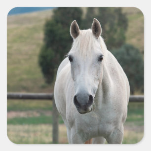 Sticker Carré Belle Appaloosa Cheval Blanc