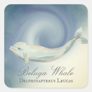 Sticker Carré Belle baleine de Beluga, Delphinapterus Leucas