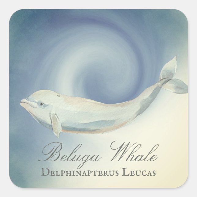 Sticker Carré Belle baleine de Beluga, Delphinapterus Leucas (Devant)
