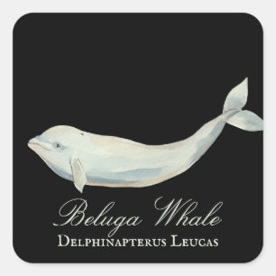 Sticker Carré Belle baleine de Beluga, Delphinapterus Leucas