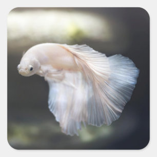 Sticker Carré Belle Betta blanche Siamese Lutter Poisson