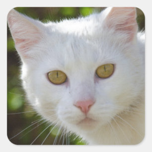 Sticker Carré Belle Chat Blanc