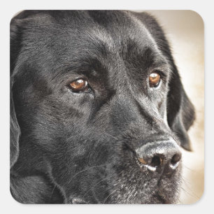 Sticker Carré Belle conception de chien Black Labrador Retriever