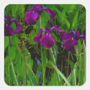 Sticker Carré Belle Iris Violet
