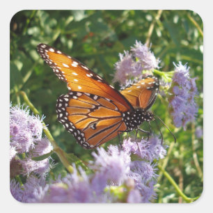 Sticker Carré Belle Orange Monarque Butterfly Flower Photo