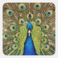 Belle plumes de paon et de queue
