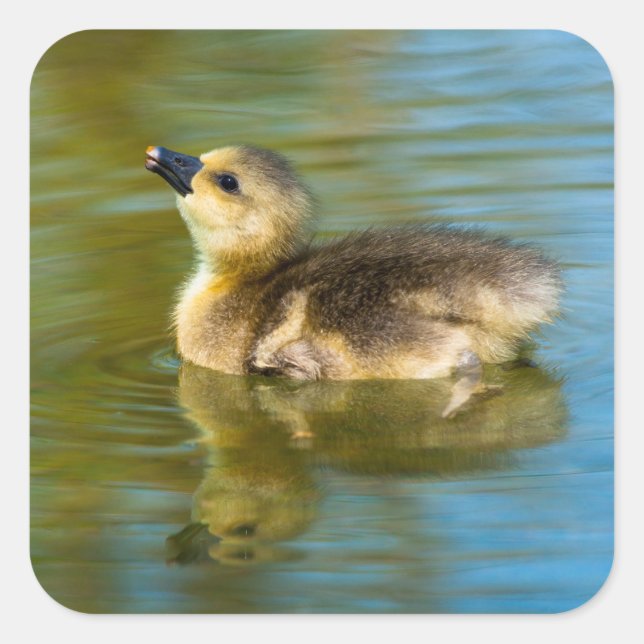 Sticker Carré Belle réflexion de canard bébé dans l'eau photo (Devant)