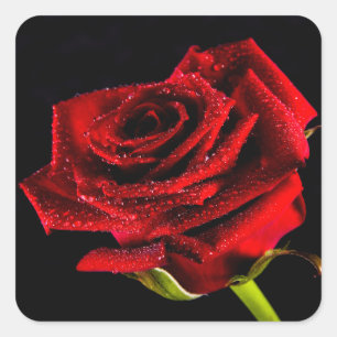 Sticker Carré Belle rose rouge