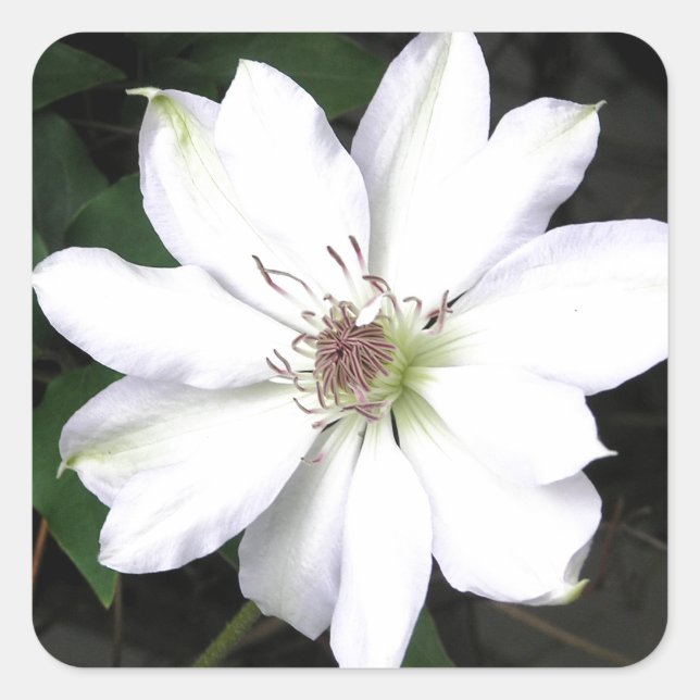 Sticker Carré Belles Fleurs de Clematis Blanches (Devant)