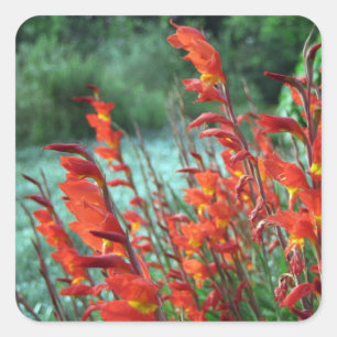 Sticker Carré Belles fleurs oranges rouges de glaïeul
