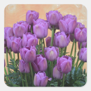 Sticker Carré Belles tulipes pourpres de ressort