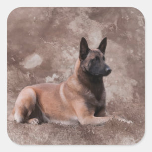 Sticker Carré Berger belge malinois - Mechelaar