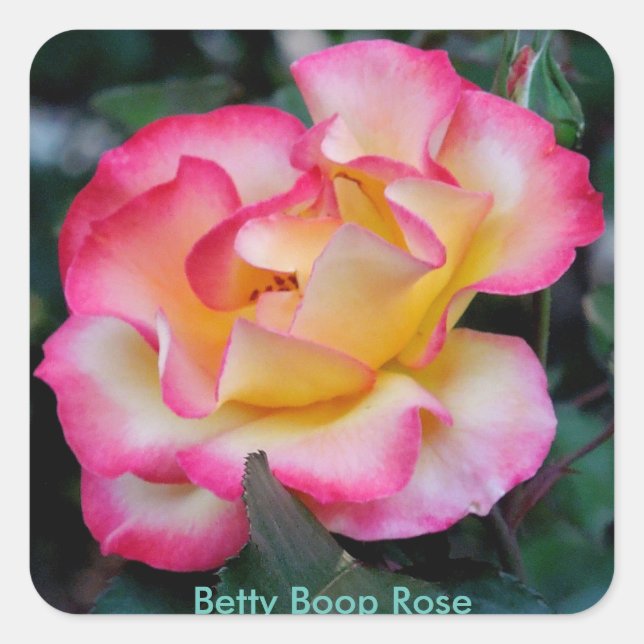Sticker Carré Betty Boop Rose (Devant)