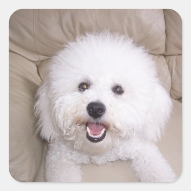 Sticker Carré Bichon Frise (Devant)