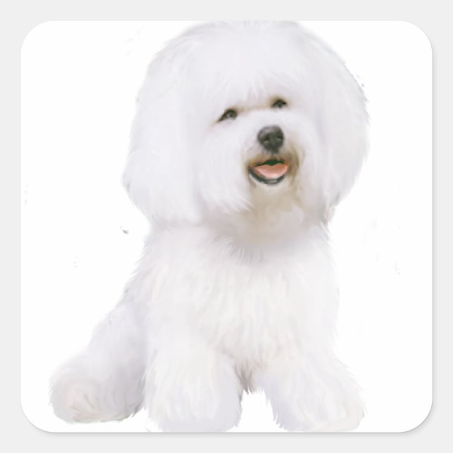 Sticker Carré Bichon Frise (A) (Devant)