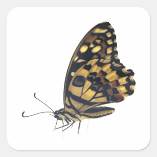 Sticker Carré  Big butterfly,
