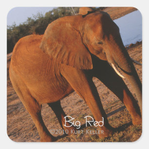 Sticker Carré Big Red