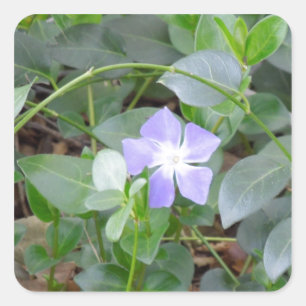 Sticker Carré Bigorneau commun, mineur de Vinca, sur le bord de