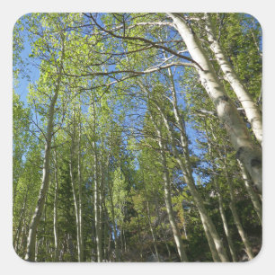 Sticker Carré Birch Trees d'été à Rocky Mountain