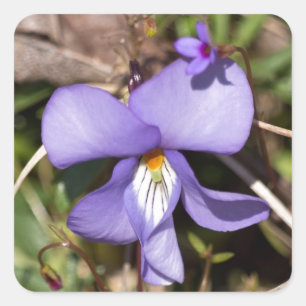 Sticker Carré Birds-Foot Violet w/ Bluets