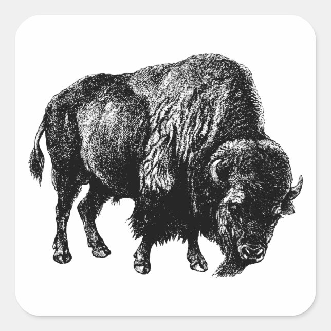 Sticker Carré Bison américain de Buffalo Vintage Bois Gravure (Devant)