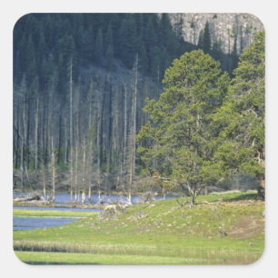Sticker Carré Bison avec son petit au Parc national de Yellowsto