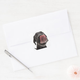 Sticker Carré Black Labrador Licking