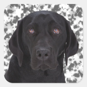 Sticker Carré Black Labrador Retriever