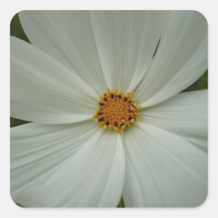 Sticker Carré Blanc Cosmos Fleur sauvage d'été Floral