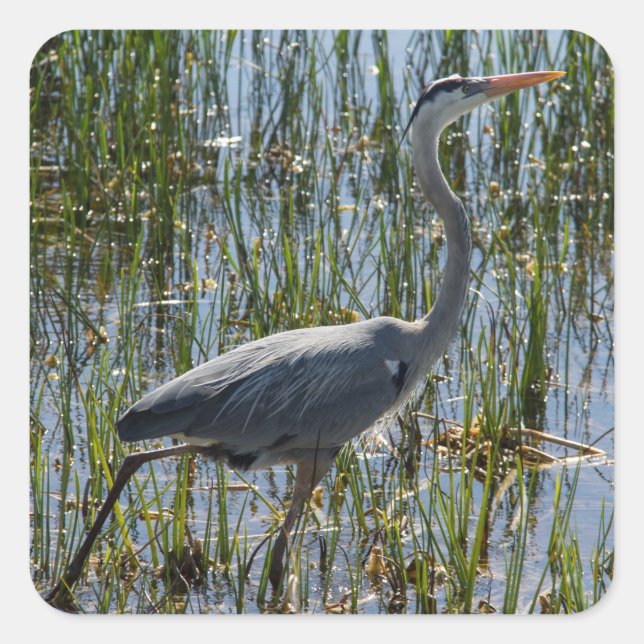 Sticker Carré Bleu Heron Bird Florida Wetlands Photographie (Devant)