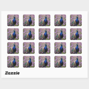 Sticker Carré Bleu Royal : Bleu Peacock En Champ Lavande,