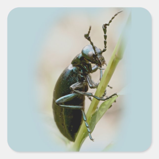 Sticker Carré Blister Beetle - Meloidae (Devant)