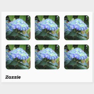 Sticker Carré Blue Hydrangeas Fleurs Floral Nature Photographie