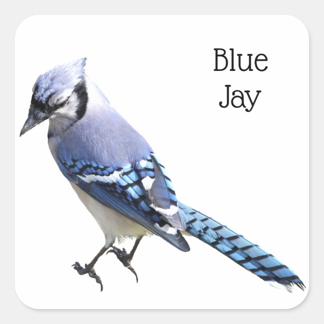 Sticker Carré Blue Jay (Devant)
